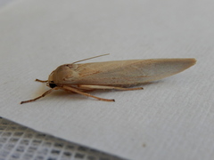 Calamidia hirta