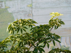 Sterculia foetida