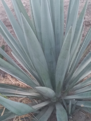 Agave tequilana