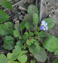Mazus pumilus