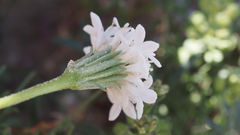 Chaenactis stevioides