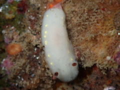 Cadlina flavomaculata