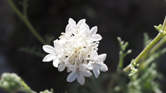 Chaenactis stevioides