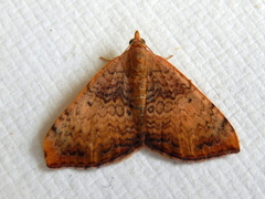 Chrysolarentia mecynata