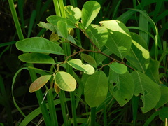 Phyllanthaceae