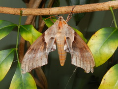 Coequosa australasiae