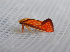 Crepidosceles chryserythra
