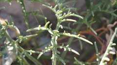 Chaenactis stevioides