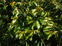 Pterospermum diversifolium