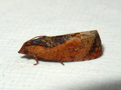 Cryptophlebia ombrodelta