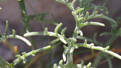 Chaenactis stevioides