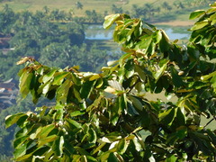 Pterospermum diversifolium