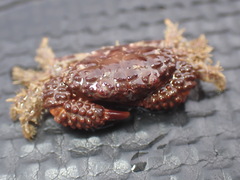 Paraxanthias taylori