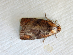 Cryptoptila australana