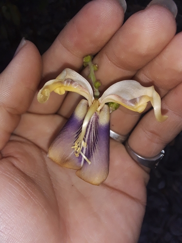 Canavalia acuminata
