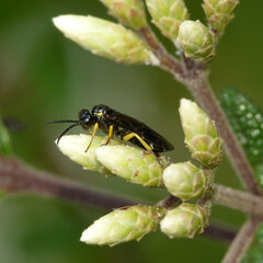 Aneugmenus coronatus