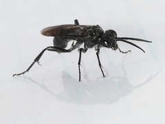 Tenthredo nimbipennis