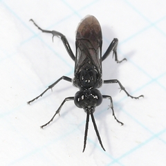 Tenthredo nimbipennis