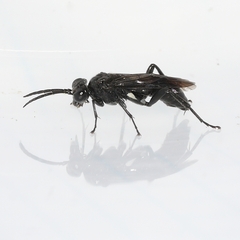 Tenthredo nimbipennis