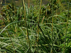 Themeda