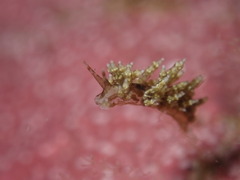 Eubranchus rustyus