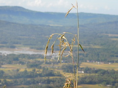 Themeda