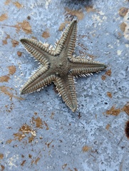Astropecten duplicatus