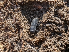 Gryllus
