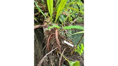 Machaerium microphyllum