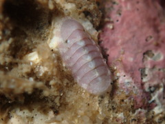 Neoloricata