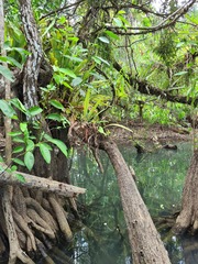 Machaerium microphyllum
