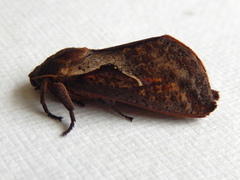 Elhamma australasiae