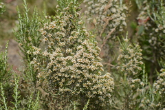 Ozothamnus cupressoides