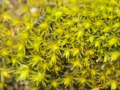 Ulota crispa
