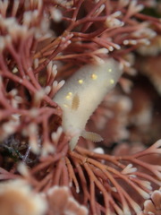 Cadlina modesta