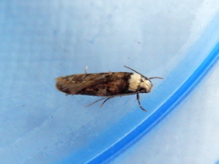Endrosis sarcitrella