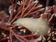 Cadlina modesta