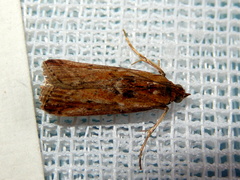 Ephestiopsis oenobarella