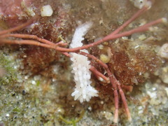 Aegires albopunctatus