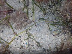 Halodule bermudensis