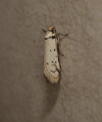 Philobota thiocrossa