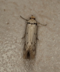 Philobota thiocrossa