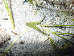 Halodule bermudensis