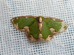 Eucyclodes insperata