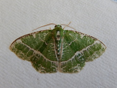 Eucyclodes insperata