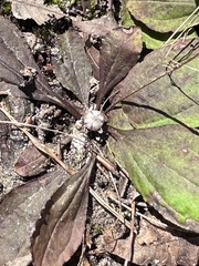 Antennaria solitaria