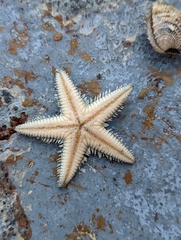 Astropecten duplicatus