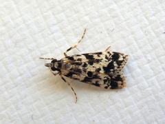 Eudonia aphrodes