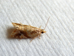 Euphona euphona