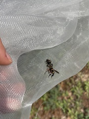 Trichopoda plumipes